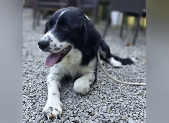 Coco der Liebevolle
