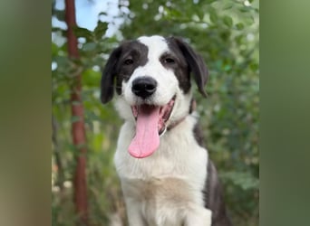 HARRY - Lebhafter Border Collie Mix sucht aktive Familie