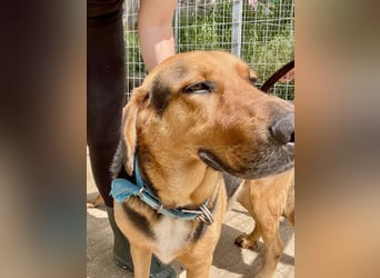 Junger Mischlingsrüde MARLEY (3 Jahre) sucht eine Familie