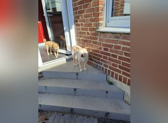 SANDY ❤️ ein liebevoller Gefährte, Pflegefamilie Elsdorf