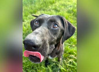 Maffy - Labrador-Mix-Hündin mit Herz sucht ihr Für-immer-Zuhause