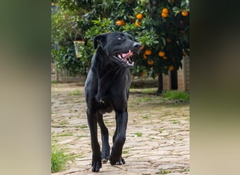 Dulcina ist eine gelehrige Lady in Black