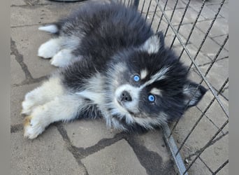 Zauberhafte Pomsky Welpen suchen ab sofort ihr neues Zuhause!