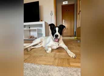 lieber Toni auf Pflegestelle in Kammlach sucht sein Zuhause