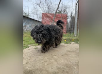 Buksi LM – Sanfte Hundedame sucht warmes Plätzchen für immer