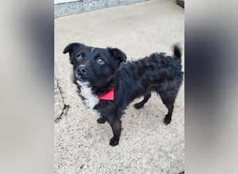 Verspielter ELVIS- sucht Zuhause für immer