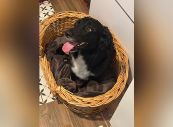 Mazli, geboren 01.01.2020, 36cm sucht ihr Zuhause