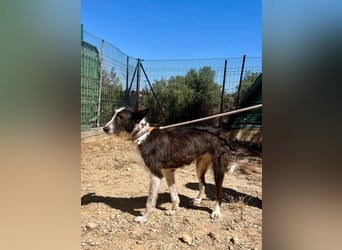 BIMBA-zartes Wesen mit dem besondern Funkeln in den Augen, liebenswürdig, freundlich sozial