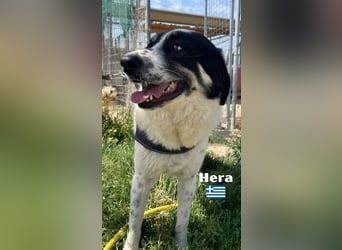 Hera , 09/23 - fröhliches liebes Mädel auf Heimatsuche