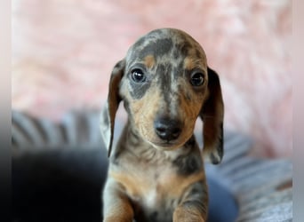 Zwergdackel,Dackel in Sonderfarben,amerikanische Zwergdackel Welpen suchen tolle Familien