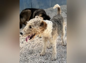 Fox, sucht seine Menschen