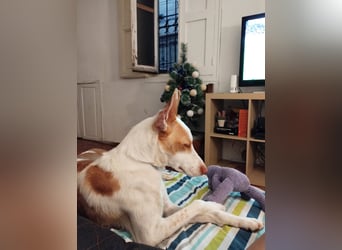 Jumanji – neugieriger Podenco mit liebevollem Wesen