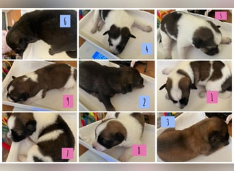 Neun kleine Tierschutzwelpen❤️in 22399 Hamburg suchen ihr Für-immer-Zuhause