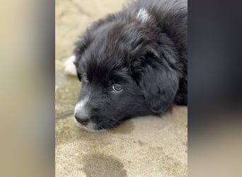 Australian Shepherd Welpen in  Black Bi