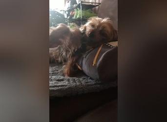 LITTY - die kleine Maus sucht ein behütetes Für-Immer Zuhause.