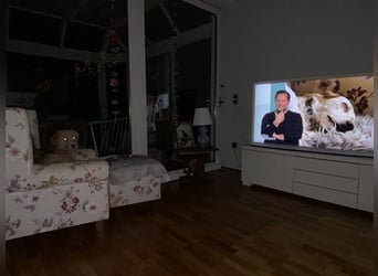 Jane – Lebensfrohe Hündin sucht liebevolles Zuhause