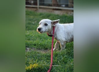 **RESERVIERT** Egres-PP, kleine Westie-Lady wünscht sich schönes Zuhause