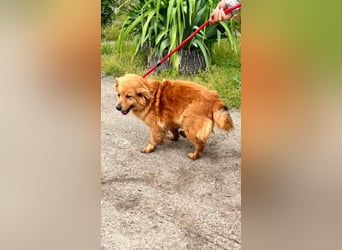 Nymeria LM – kleine Hündin mit großem Herz