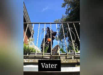 Sanfter Schäferhund-Border-Collie-Mischling "Motte"  (w); fünf Monate