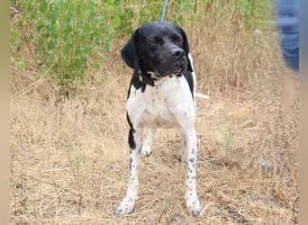 Douglas,  Pointer-Mix, lieb und sozial