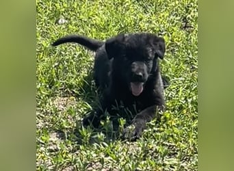 Sehr schöne  Schäferhund Welpen abzug.