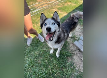 Husky Zeus