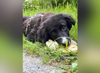 Baloo - junger,lebensfroher Hund