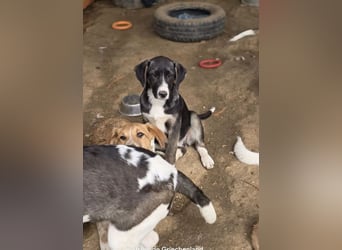 Wilma wünscht sich eine tolle Familie!