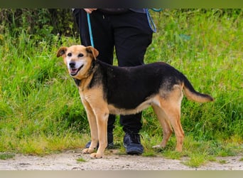 Hazel, Schäferhund-Mix, lieb und sozial