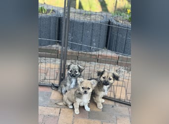 Chihuahua-Pekinese