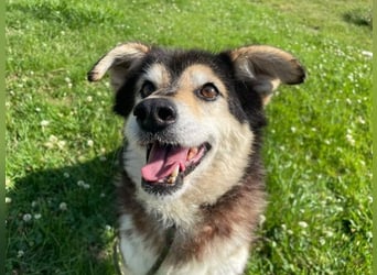 Clara, Mischling, geb. 2015, fitte Seniorin sucht 1. Zuhause