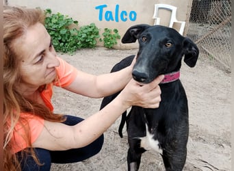 Talco 06/2024 (in Deutschland) - liebenswerter junger Galgo!