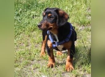Amy - kleines kuschliges Körbchen gesucht