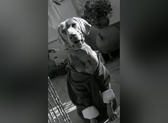 Otto