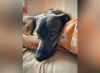 Tucker braucht ein neues Zuhause