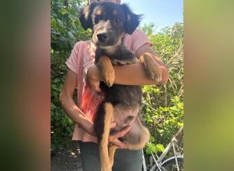 Bruno, geboren 03.2025, 36cm sucht seine Chance