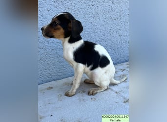 Tinkabell LM – quirliges Mädchen sucht Abenteuer und Geborgenheit