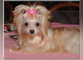 Yorkshire Terrier Welpen -verschiedene Farbgebungen u. Größen