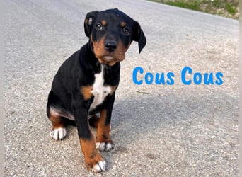 Cous Cous 12/2024 (ESP) - verspielter, kleiner Bodeguero-Pinscher-Mix Welpe!