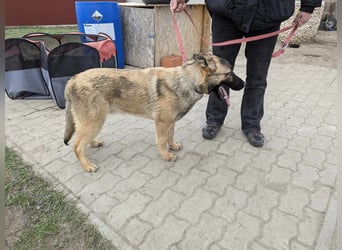 Iwo, geboren 22.05.2024, 60cm sucht seine Menschen