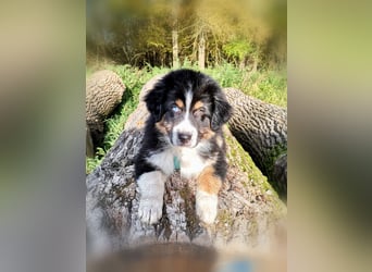 Reinrassige Australian Shepherd Welpen aus einer Spitzenverpaarung mit ASCA Papiere....