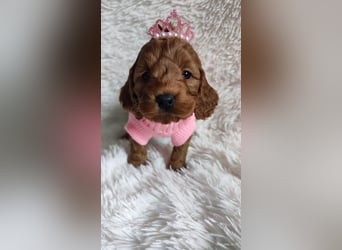 Wunderschöne Cockapoo-Welpen