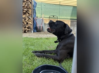 OEB Boxer Mix Nero aus schlechter Haltung