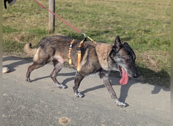 Nelson ein toller Hollandse Herder Mix