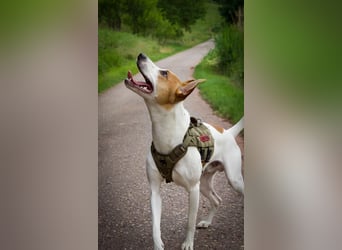 Sancho – Sensibler Jungspund mit viel Potenzial sucht geduldige Menschen