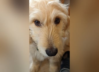Goldendoodle - Welpen [Double-Doodle]
