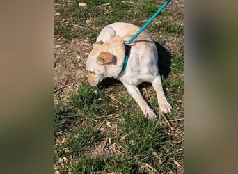 Pihe, geboren 01.06.2023, 43cm sucht ihre Menschen