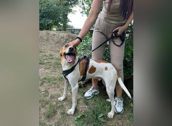Djole - unser Traum auf vier Pfoten