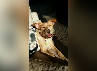 SANDY ❤️ ein liebevoller Gefährte, Pflegefamilie Elsdorf