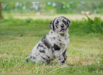 Aussiedor ( Australian Shepherd x Labrador) Welpen suchen neues Zuhause